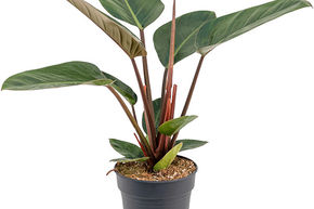 Philodendron Red Congo
