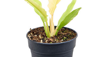 Philodendron 'Ring Of Fire Variegatum'