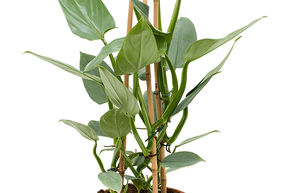 Philodendron 'Silver 'Queen'