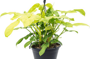 Philodendron 'Violin'