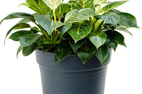 Philodendron 'White Wave'
