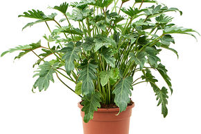 Philodendron 'Xanadu' (70-80)
