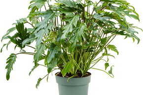 Philodendron 'Xanadu'