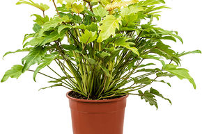 Philodendron 'Xanadu Lemon'