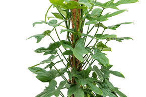 Philodendron bipennifolium 'Silver Violin'