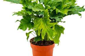Philodendron bipinnatifidum 'Little hope'