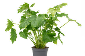 Philodendron bipinnatifidum 'Shangri-La'