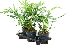 Philodendron elegans