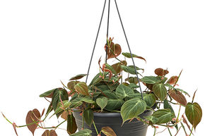 Philodendron micans