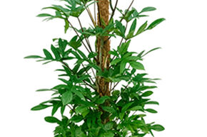 Philodendron pedatum