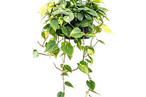 Philodendron scandens 'Brasil'