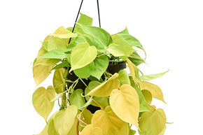 Philodendron scandens 'Lemon Lime'