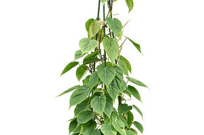 Philodendron scandens