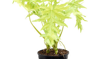 Philodendron selloum 'Gold'
