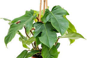 Philodendron squamiferum