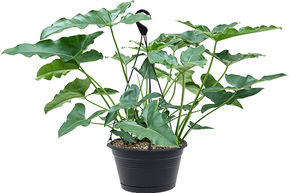 Philodendron stenolobum