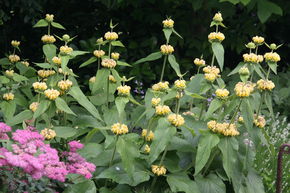 Phlomis de Russell ou sauge de J�rusalem