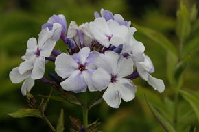 Phlox panicul� Flame-Series 'Blue Flame'