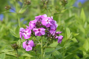 Phlox panicul� Flame-Series 'Lilac Flame'