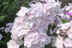 Phlox paniculata 'Monica Lynden Bell'