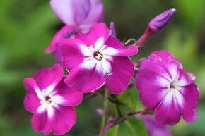 Phlox paniculata 'Wennschondennschon'