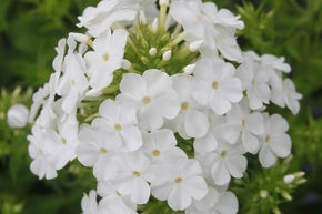 Phlox amplifolia 'White Clouds'