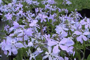Phlox divaricata 'Clouds of Perfume'
