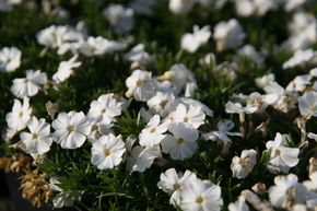 Phlox douglasii 'White Admiral'