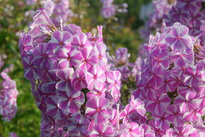 Phlox 'Natascha'