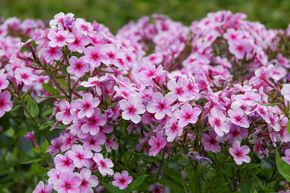 Phlox panicul� 'Early Lavender Pop'