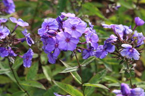 Phlox panicul� 'Blue Paradise'