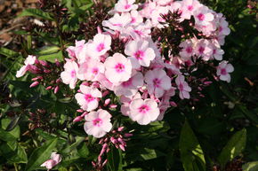 Phlox panicul� 'Bright Eyes'