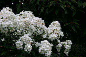 Phlox panicul� 'David'