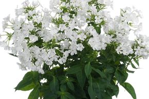 Phlox panicul� 'Early White'