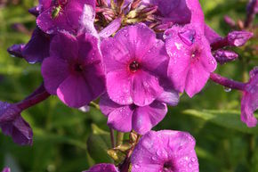 Phlox panicul� Flame-Ser 'Purple Flame'
