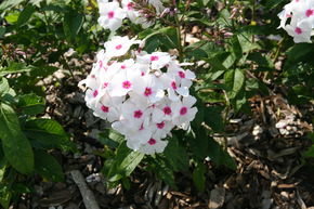 Phlox panicul� 'Graf Zeppelin'