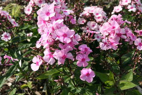 Phlox panicul� 'Landhochzeit'