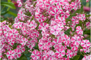 Phlox paniculata 'Peppermint Twist' (S)