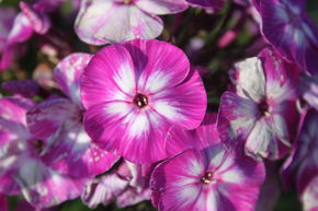 Phlox panicul� 'Uspech'