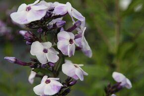 Phlox panicul� 'Violetta Gloriosa'