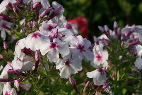 Phlox panicul� 'White Eye Flame'