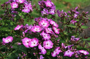 Phlox panicul� 'Wilhelm Kesselring'