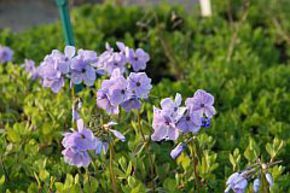Phlox rampant 'Blue Ridge'