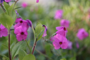 Phlox rampant 'Pink Ridge'
