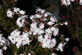 Phlox mousse 'Amazing Grace'