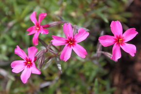 Phlox mousse 'Atropurpurea'