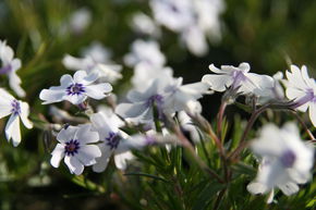 Phlox mousse 'Bavaria'