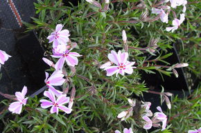 Phlox mousse 'Candy Stripes'