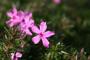 Phlox mousse 'Early Spring Dark Pink'