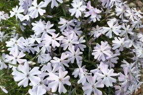 Phlox mousse 'Early Spring Lavender'
